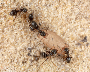 Ants and formic eggs in nature