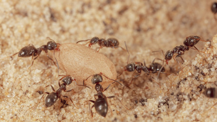 Ants and formic eggs in nature
