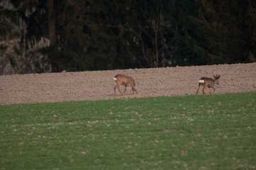 Rehe im Herbst