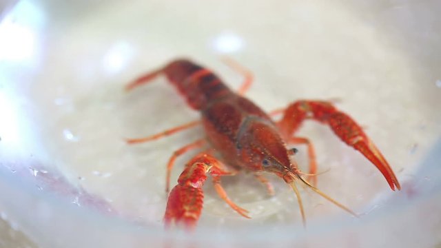 A crayfish in clean water