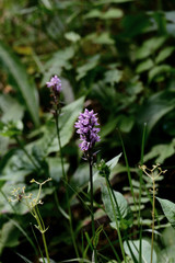 Natur