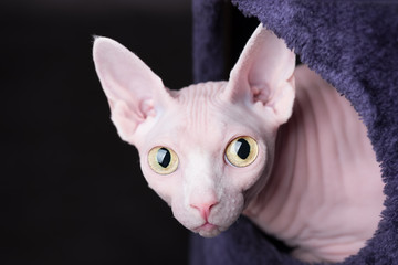 Pink Sphynx Cat looking out from a round window on purple and black background, Portrait, Close up