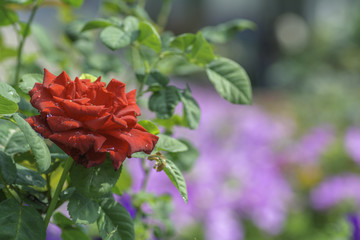 Red roses bouquet For Valentine's Day