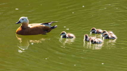 Duck with ducklings swimming in the lake