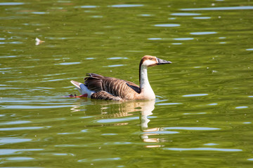 Duck floating in the lake in the open air