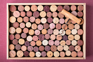 Wine cork stoppers in wooden box and corkscrew on Fuchsia background Copy space