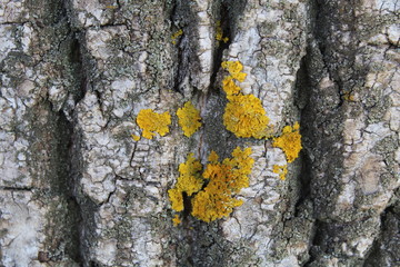 bark and moss