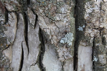poplar bark. tree bark