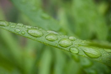 closeup of rain drops on grass