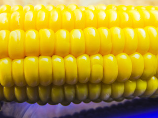 Hot corn on the cob on a blue plate.