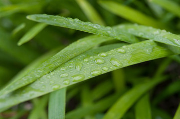 closeup of rain drops on grass