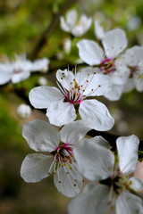 Blüten