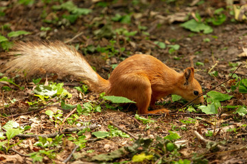 Squirrel runs on the ground in the park