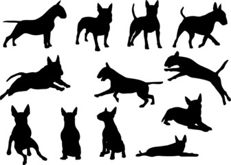 Bull Terrier - Silhouetten - obrazy, fototapety, plakaty