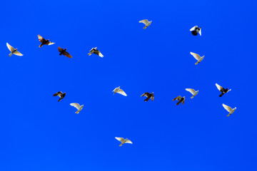 A flock of pigeons in flight against the blue sky