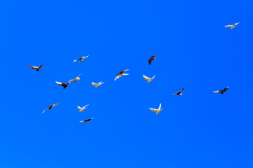 A flock of pigeons in flight against the blue sky