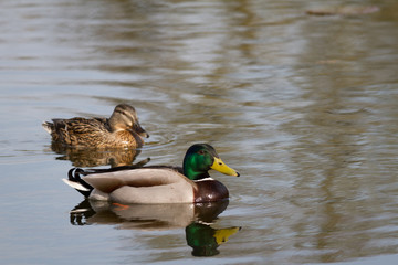 Mallard duck