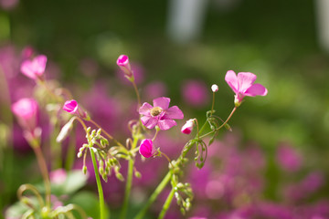 Systoechus candidulus on Pink Flowers