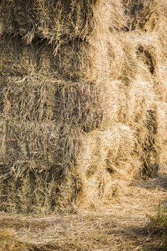 Full frame shot of hay