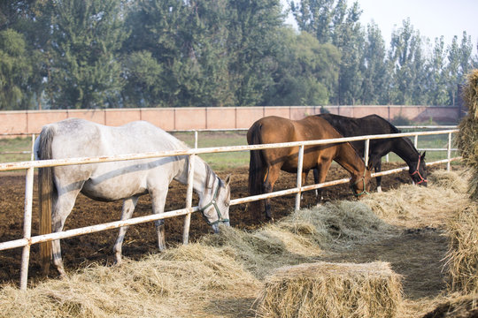 Horses eating hay at stable