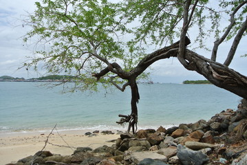 Fototapeta premium inclined tree on the beach.