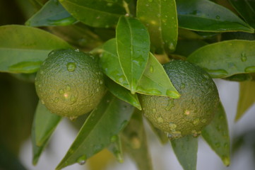 Mansdarinas verdes 