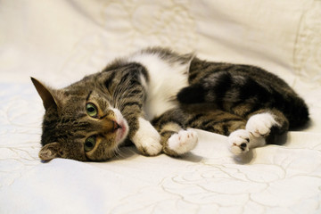 Cat in White Blanket