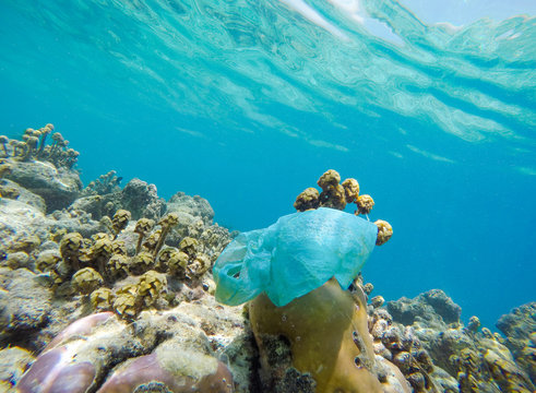 Plastic bag on corals