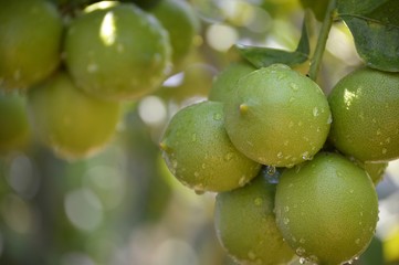 Racimos de limones verdes 