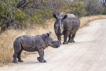 Obraz premium Southern white rhinoceros in Kruger National park, South Africa ; Specie Ceratotherium simum simum family of Rhinocerotidae