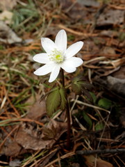 Forest anemone, primerose