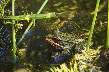 A frog awaiting insects to catch