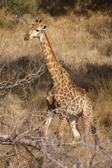 Giraffa