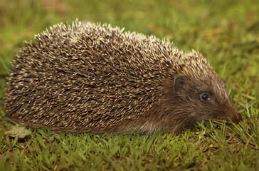 Spiny hedgehog