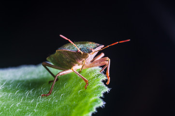 The bug the green tree shield Palomena prasina sits on the leaf
