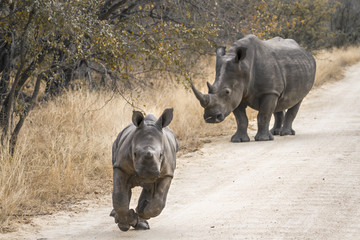 Naklejka premium Southern white rhinoceros in Kruger National park, South Africa ; Specie Ceratotherium simum simum family of Rhinocerotidae