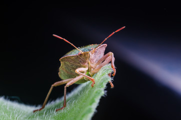 The bug the green tree shield Palomena prasina sits on the leaf