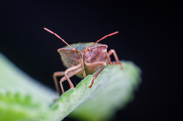 The bug the green tree shield Palomena prasina sits on the leaf