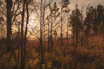 Obraz premium Trees at sunset