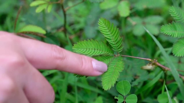 A woman's hand touching Mimosa pudica or Sensitive plant in the fields