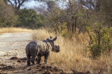 Fototapeta premium Southern white rhinoceros in Kruger National park, South Africa ; Specie Ceratotherium simum simum family of Rhinocerotidae