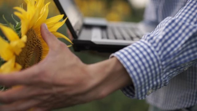 Farmer uses laptop on sunflower field