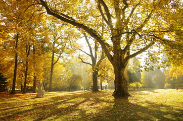 Fototapeta premium Autumn in the park
