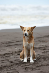 Beach dog - tortuguero Costa Rica