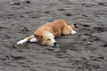 Dog sleeping in the sand - Tortuguero
