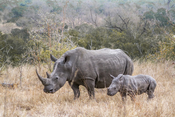 Naklejka premium Southern white rhinoceros in Kruger National park, South Africa ; Specie Ceratotherium simum simum family of Rhinocerotidae