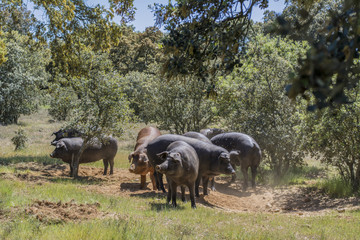 cerdos ibéricos en un campo de encinas en Salamanca, España 