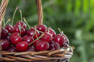 cesta de cerezas recién recolectadas 