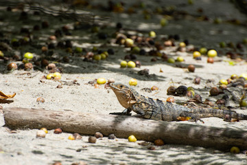 Spiny tailed lizard