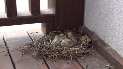 Two pigeon baby birds sitting in nest